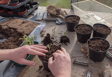 sembrar plantas